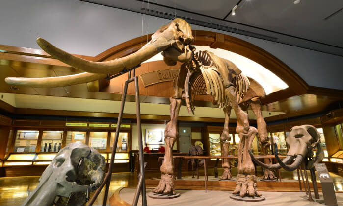 イメージ画像:ケボノゾウの親子