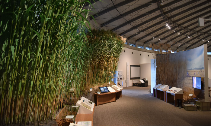 イメージ画像:ヨシ(別名はアシ)の野原