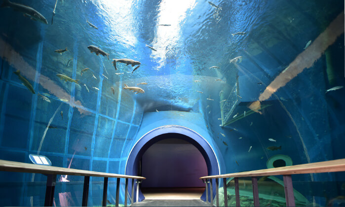 イメージ画像:たん水魚の水族館