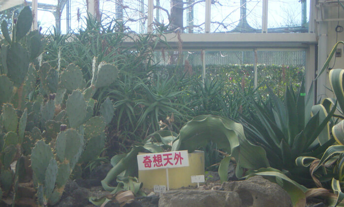 イメージ画像:サボテン温室