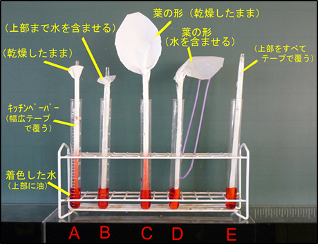 水の吸い上げと蒸散 に関する思考 表現 授業実践記録 アーカイブ一覧 授業支援 サポート資料 理科 中学校 知が啓く 教科書の啓林館