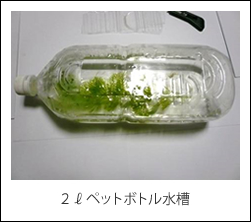 ２ℓペットボトル水槽