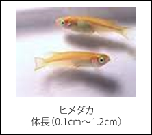 ヒメダカ　体長（0.1cm～1.2cm）