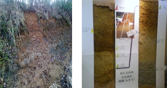 （現地地層の写真１と、はぎ取り標本の写真２）