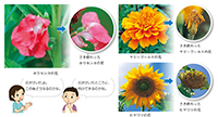 理科3年_p77_いろいろなつぼみと花