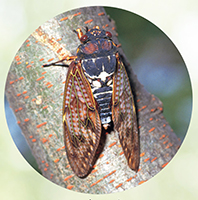 理科4年p43 いろいろなセミ(アブラゼミ)