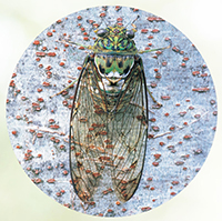 理科4年_p43_いろいろなセミ（ミンミンゼミ）