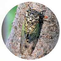 理科4年_p43_いろいろなセミ（クマゼミ）