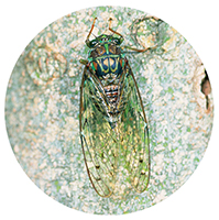 理科4年_p43_いろいろなセミ（ヒグラシ）