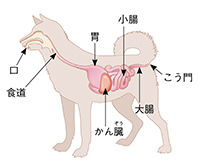 理科6年_p26_動物の体（イヌ）