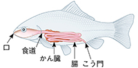 理科6年_p26_動物の体（フナ）