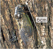 理科_3年_巻末付録カード （いろいろなセミをくらべてみよう） ①クマゼミの鳴き声