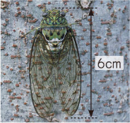 理科_3年_巻末付録カード ②ミンミンゼミの鳴き声