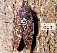理科_3年_巻末付録カード ③アブラゼミの鳴き声