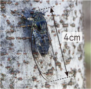 理科_3年_巻末付録カード ④ツクツクボウシの鳴き声