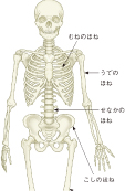 理科_4年_p86 人体の中の骨のようすを動画で説明