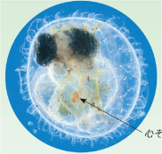理科_5年_p37 メダカのたまごの育ち、心臓の動き、血液の流れがわかる動画