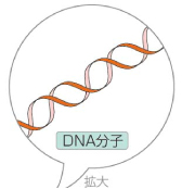 生物基礎_p62_図1 DNA