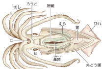 啓林館ｗｅｂ 中学校版 啓林館