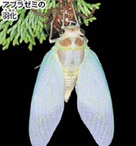 理科3年_p75_アブラゼミの羽化