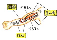 理科_4年_p89 うでが曲がるときの筋肉の動きを動画で説明