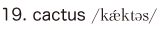 19. cactus