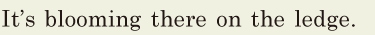 It’s <span class='nw'>blooming</span> there on the <span class='nw'>ledge</span>. // 