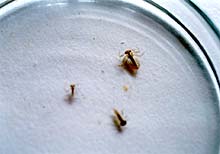 ヒラタカゲロウ