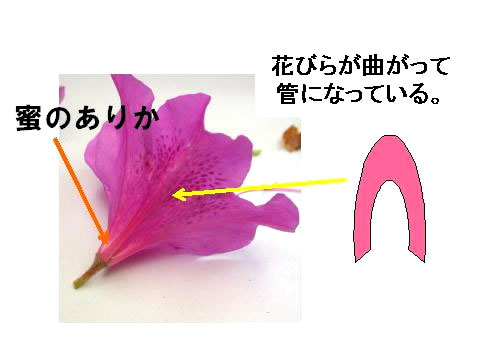 授業実践記録 理科