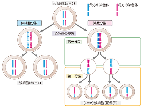 生物授業実践記録