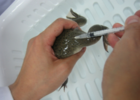 ア．側線へのホルモン注射