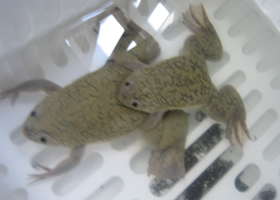 イ．誘発された交尾