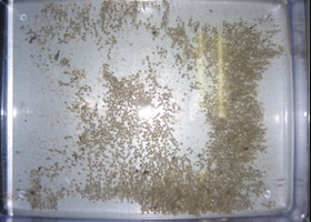 ウ．採取した受精卵