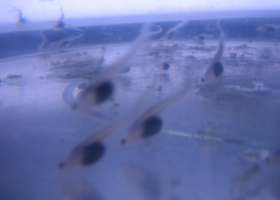 エ．オタマジャクシ（孵化約１ヶ月）