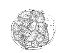 イ．十六細胞期