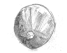 ウ．原腸胚後期