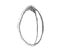 エ．神経胚中期