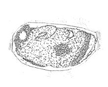 オ．尾芽胚前期