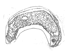 カ．尾芽胚後期