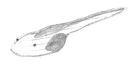 キ．オタマジャクシ