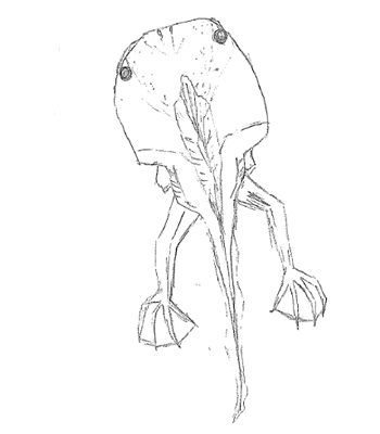 ク．オタマジャクシ（変態中）