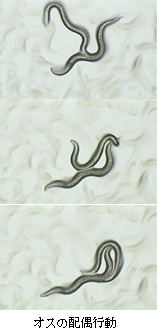 オスの配偶行動