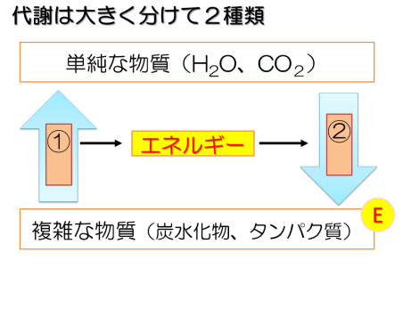 同化と異化を説明するスライド