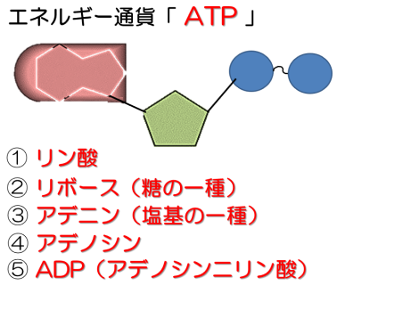 ATPの構造の説明をするスライド