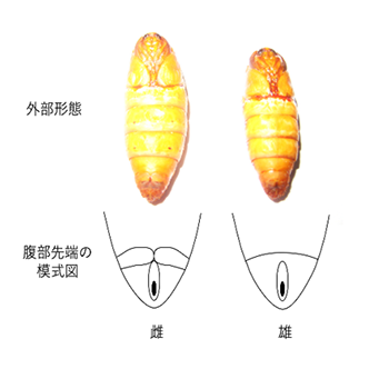 図2カイコの蛹の外部形態。