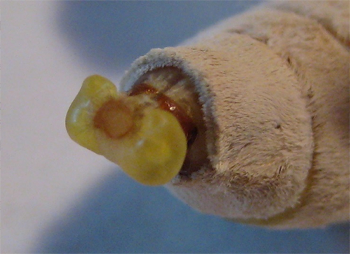 図3雌のカイコの腹部先端にあるフェロモン分泌腺。