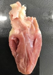 (2)心臓の縦断面