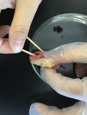 (5)爪楊枝を引き抜く様子