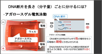 図1　電気泳動のしくみに関するスライド