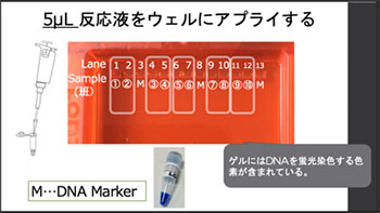 図2　実験手順のスライド
